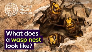 What does a wasp nest look like  Surprising Science [upl. by Ordnazil]