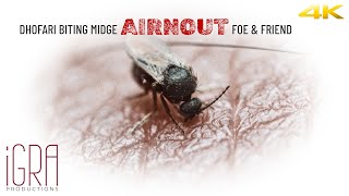 EN Dhofari Biting Midge Airnout Foe and Friend  iGRA Documentaries [upl. by Imehon]