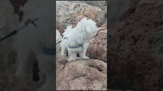 white Dog at Glyfada beach [upl. by Daphna]