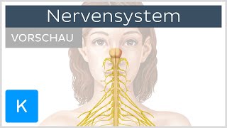 Einführung Was ist das Nervensystem Vorschau  Kenhub [upl. by Schrick]