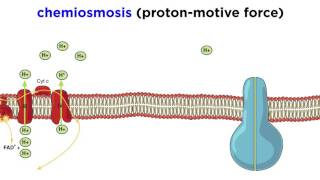 Cellular Respiration Part 3 The Electron Transport Chain and Oxidative Phosphorylation [upl. by Faletti23]