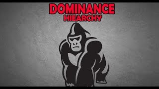 How to Outrank an Alpha Male  The Dominance Hierarchy [upl. by Ahsaf]