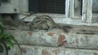 Mating Three stripped Palm Squirrel Funambulus palmarum [upl. by Ludwigg84]