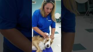 Learn how to wrap a Dogs bleeding ear from Arden Moores Pet First Aid 4U class [upl. by Margareta]