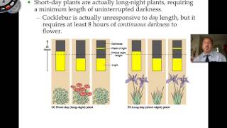 Photoperiodism [upl. by Pelmas69]
