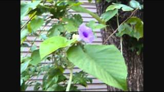 Hawaiian Baby Woodrose Flowering and Fruiting part two [upl. by Janie]