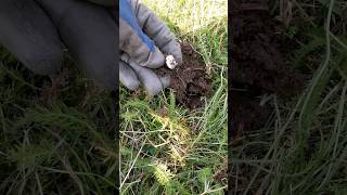 Tiny kitty face in the dirt 😺 [upl. by Waers309]