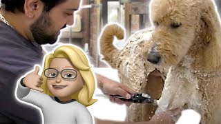 Bathing a Goldendoodle with Anthony from Grooming by Rudy [upl. by Anerom]