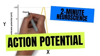 2Minute Neuroscience Action Potential [upl. by Kelcy]