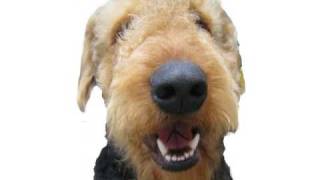 Airedale Puppies  Airedale Terrier Puppies [upl. by Moonier]