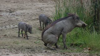 Jonge Wrattenzwijnen Zoo Antwerpen 2024 [upl. by Nalo255]