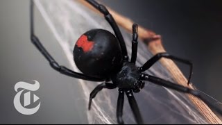 An Encounter With a Black Widow Spider  The New York Times [upl. by Hyacinth994]