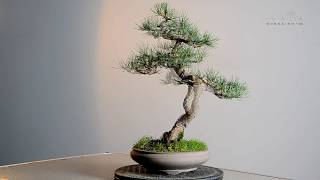 Бонсай из белой японской сосны Часть 2 Works on a japanese white pine bonsai [upl. by Cavanagh]