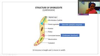 28 Structure of Sporozoites [upl. by Hefter]