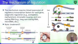 Genetics of globin synthesis 2024 التحكم الجيني ببروتين الهيموجلوبين [upl. by Rodrique369]