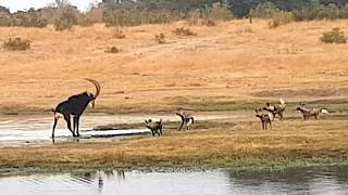 Painted wild dogs attacking a Sable antelope [upl. by Mehta]