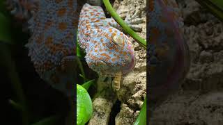 How to Tame my Tokay Geckos Lizard Feeding Video shorts [upl. by Agan]