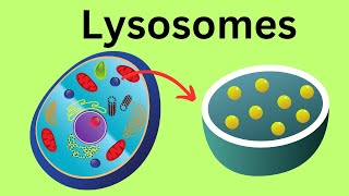 Lysosomes Parts of the Cell [upl. by Meghan583]