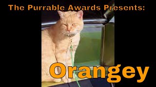 Purrable Awards Orangey [upl. by Detta931]