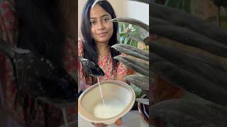 Indoor plants এর পাতা চকচকে রাখার সহজ উপায় plants leaves cleaninggardenshorts youtubeshortsdiy [upl. by Llerihs192]