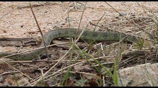 Tiger Keelback  Тигровый уж Rhabdophis tigrinus lateralis 2024 [upl. by Lebiram]