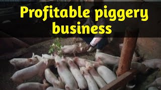 How To Succeed In piggery Farming As a Beginner [upl. by Sigvard82]