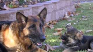 Best Dog Training Video Ever  11 week old trained German Shepherd puppies [upl. by Stefanac]