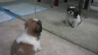 Gizmo the Shih Tzu  first bark 10 weeks old [upl. by Higgs]