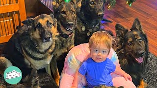 Huge German Shepherds Think Tiny Baby Is Their Puppy  Cuddle Buddies [upl. by Yci]