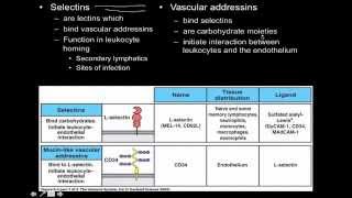 Immunology innate immunity the Cell Adhesion Molecules [upl. by Siloum]