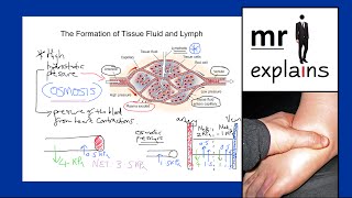 mr i explains The Formation of Tissue Fluid and Lymph [upl. by Orestes]