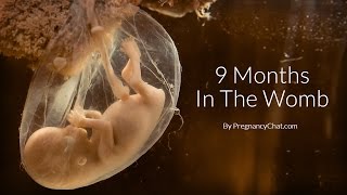 9 Months In The Womb A Remarkable Look At Fetal Development Through Ultrasound By PregnancyChatcom [upl. by Vtehsta]