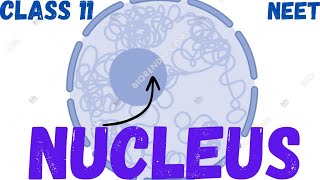 NEET CELL  THE UNIT OF LIFE  NUCLEUS  CLASS 11 neet ncert youtube youtubeshorts [upl. by Lrad893]