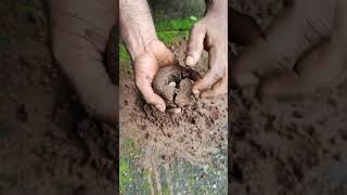 seed ball  seed balls how to make seed balls malayalam seed balls growing seed ball planting [upl. by Whitson422]