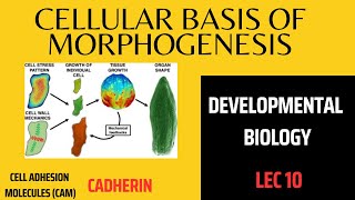 Cellular Basis of MorphogenesisCell Adhesion Molecules CAMs For BS amp MS students [upl. by Chavaree]