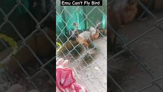 Emu bird 🐔 Cant fly shorts arpreetcorner youtubeshorts emubird birdsviralvideo loveytshorts [upl. by Sabec]