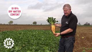 Robbos Fodder Beet  Best Selling Variety  High Yields  Clean Roots [upl. by Zzabahs]