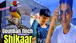 Gouldian finch ka shikaar  Rohan pet house [upl. by Airam]