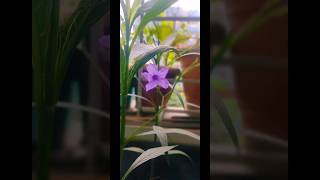 Beautiful Ruellia Tuberosa plant ☘️youtubeshorts plants flowers storts yt [upl. by Chapell]