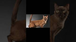 Burmese cat 🐈 top 10 cutest cat breeds burmesecat cutestscatbreeds lovelycats adorablepets [upl. by Lletnahs]