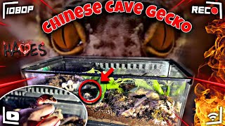 NATURAL Chinese Cave Gecko Setup NEW 2023 [upl. by Anomahs]