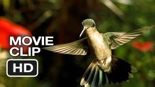 Disneynature Wings of Life Movie Clip  Hummingbird 2013  Meryl Streep Movie HD [upl. by Nnadroj295]