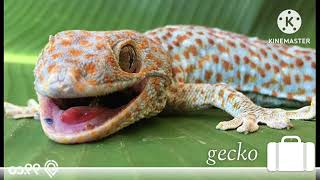 30 Minutes Gecko Tokay Tokek Sound For Sleeping [upl. by Treborsemaj]