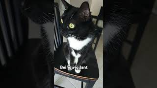 Bodah zoned in batman music thebatman cats sillykitty catvideos funny cat [upl. by Annam]