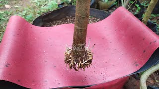 Plant Ficus Racemosa Bonsai Materials [upl. by Aneelas]