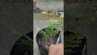 ঝাউ গাছের চারা কিভাবে সহজেই তৈরি করবেনঝাউচারা seedlings shortsviral gardening biprogarden [upl. by Beverley785]