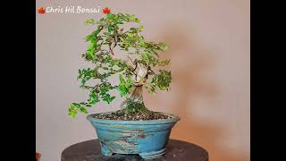 Bonsai Lonicera nitida ‘Maigrün’ [upl. by Jallier520]