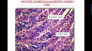 Stomach Histology Data Show 2016 [upl. by Rockafellow974]