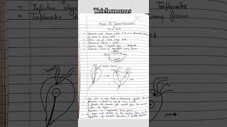 Trichomonas morphology and structure microbiologynotes easy way mlt microbiology shorts pg [upl. by Karon]