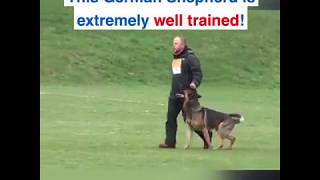 BEST TRAINED GERMAN SHEPHERDDOG [upl. by Dyane513]